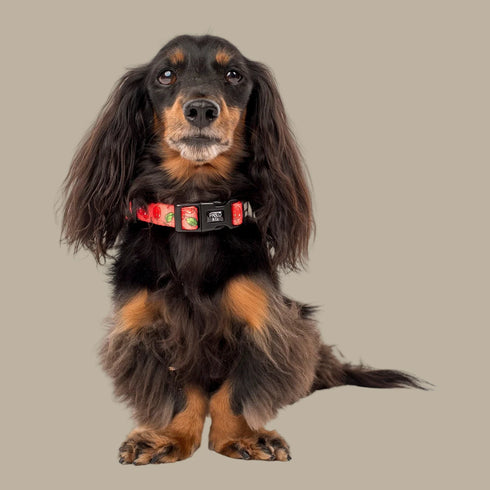 Pablo & Co. CHERRY Collar